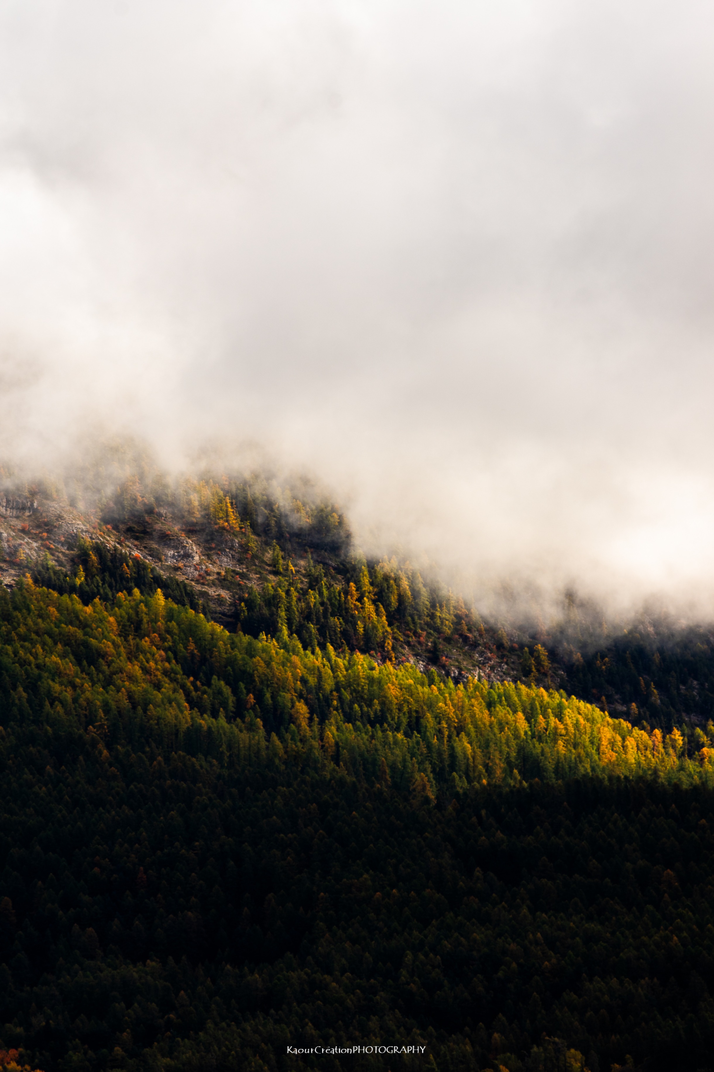 Brume verte